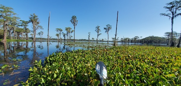 Looking north across Banks Lake