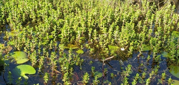 Closeup vegetation