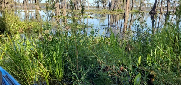 Grasses to Banks Lake