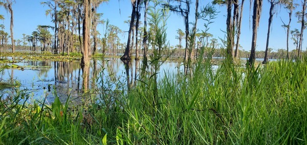 Grass and cypress