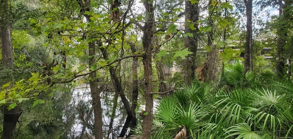 US 41 Landing upstream, Withlacoochee River @ North Valdosta Road 2023-09-07