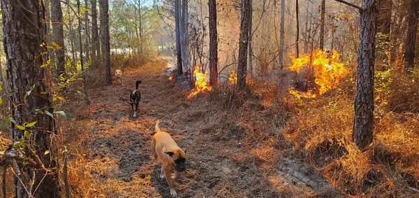 Quarterman fire dogs