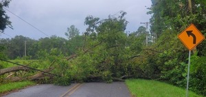 [Tree down on power line on Quarterman Road just north of subdivision entrance 2023-09-01]