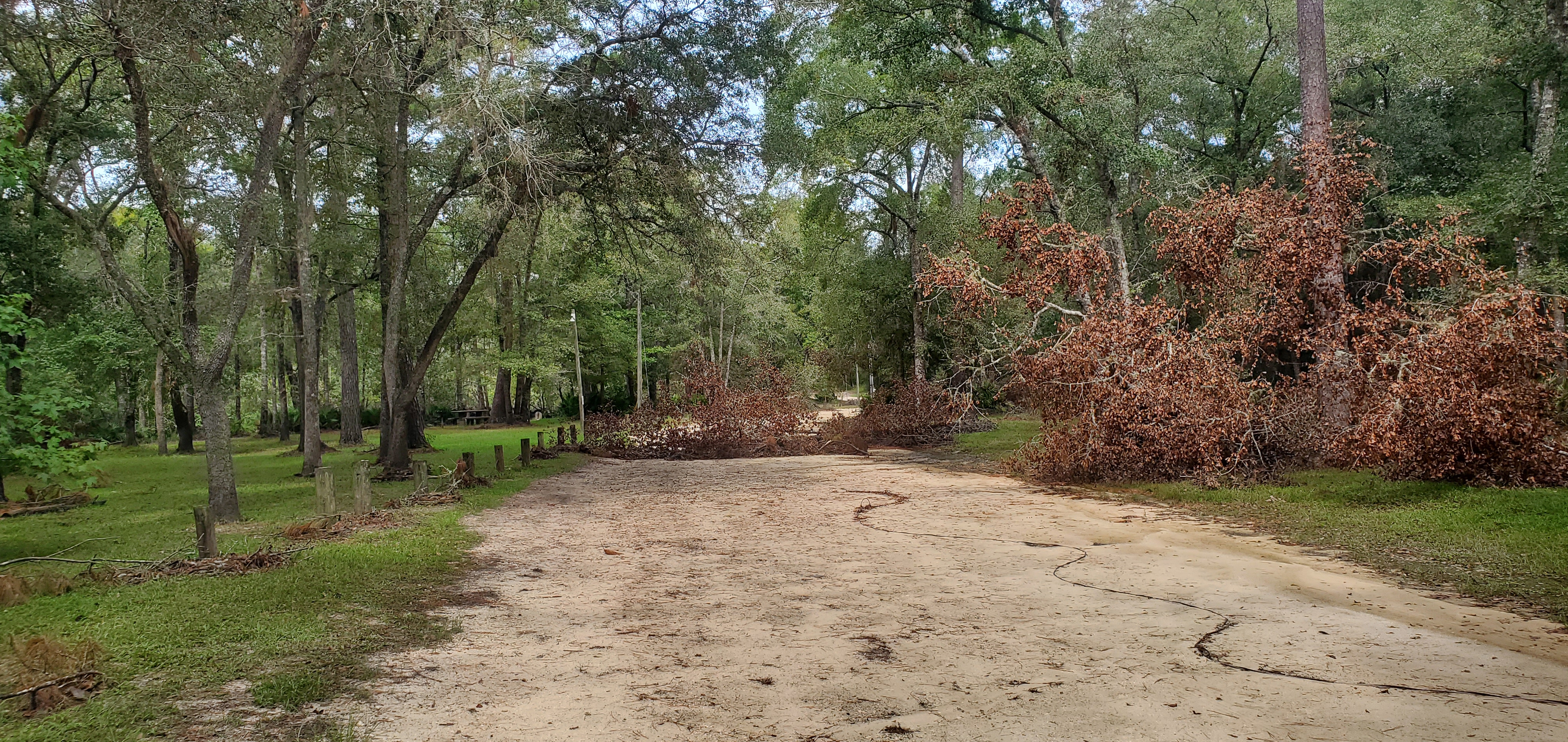 Deadfall oak and power line, Langdale Park, Withlacoochee River 2023-09-28, 2023:09:28 12:11:51, 30.8867263, -83.3230156