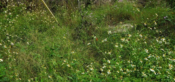 Butterfly, Franklinville Landing, Withlacoochee River 2023-09-28, 11:35:24, 30.9812967, -83.2680893