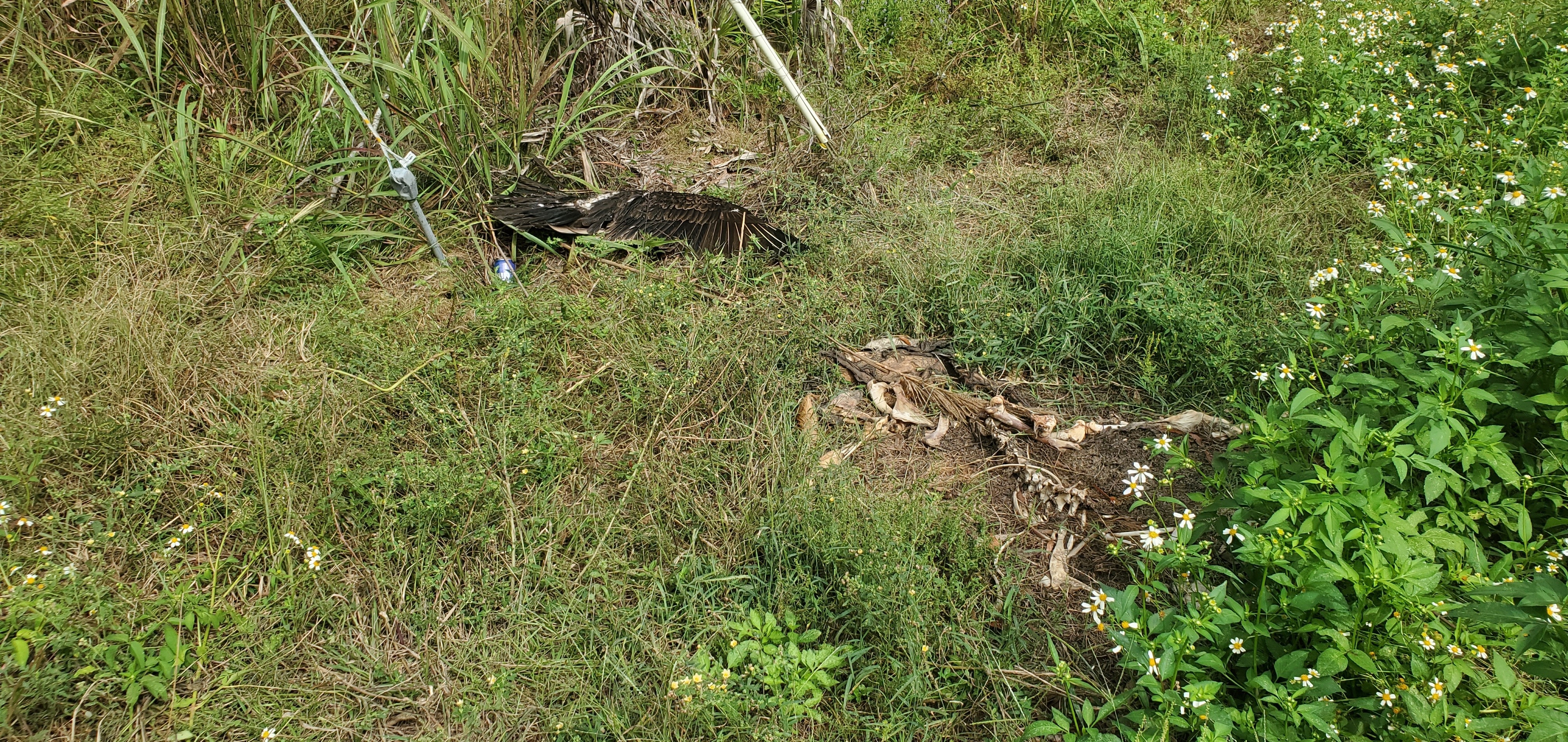 Deer carcass and buzzard wing, Franklinville Landing, Withlacoochee River 2023-09-28, 11:35:07, 30.9812967, -83.2680893