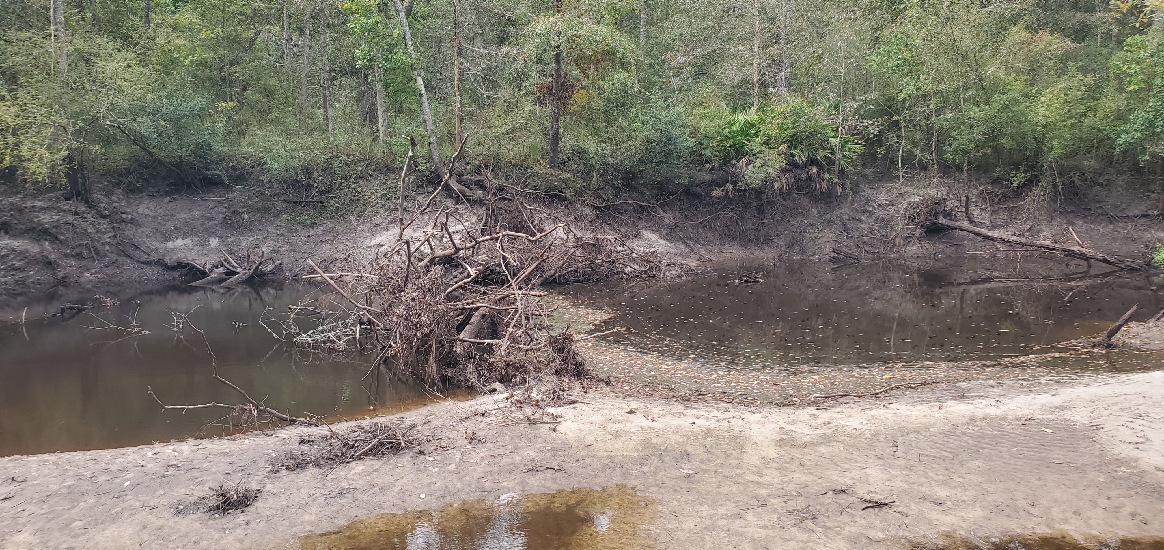 Deadfall just upstream, Langdale Park, Withlacoochee River 2023-09-28, 12:14:25, 30.8876097, -83.3239079