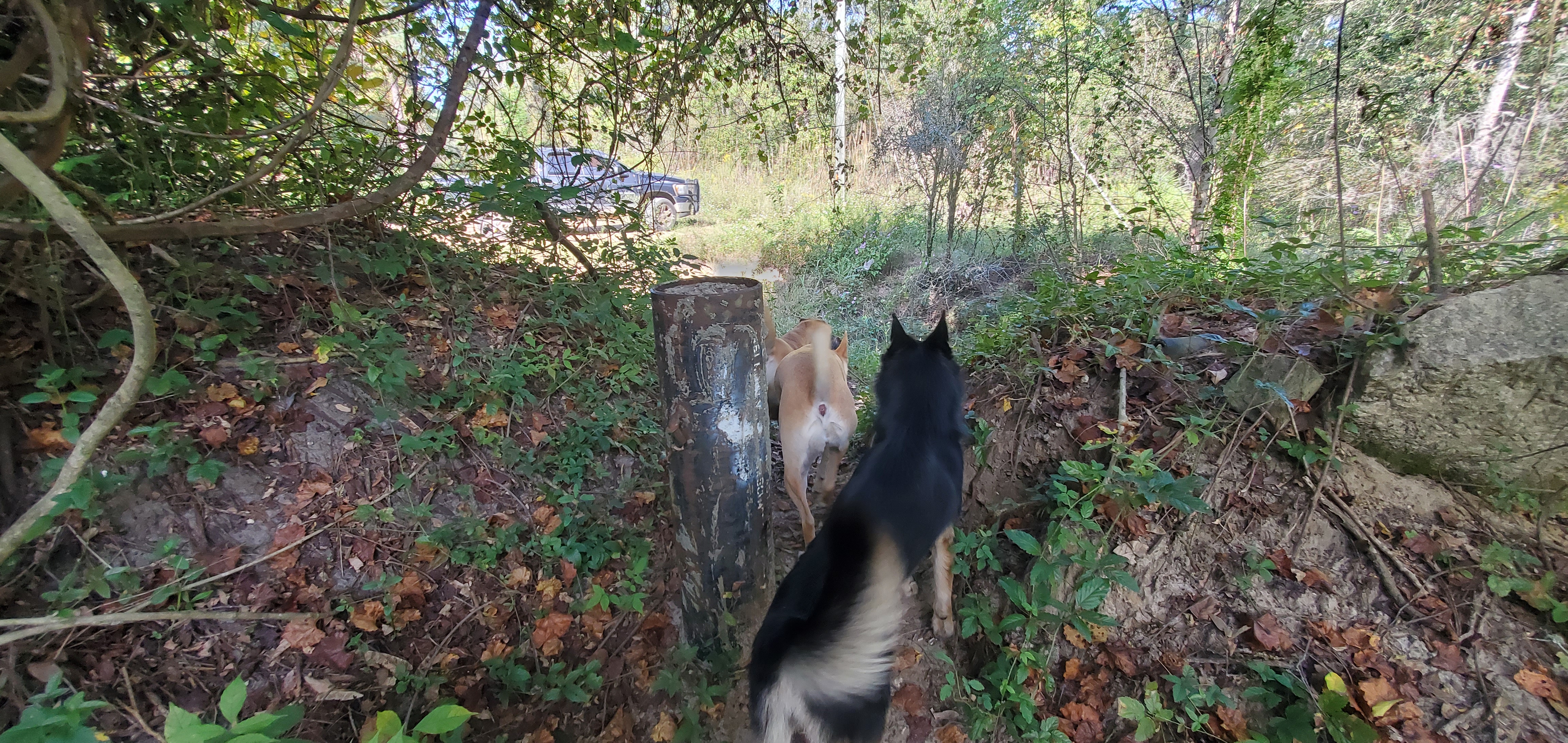 Dogs exiting Tyler Bridge, Franklinville Landing, Withlacoochee River 2023-10-05