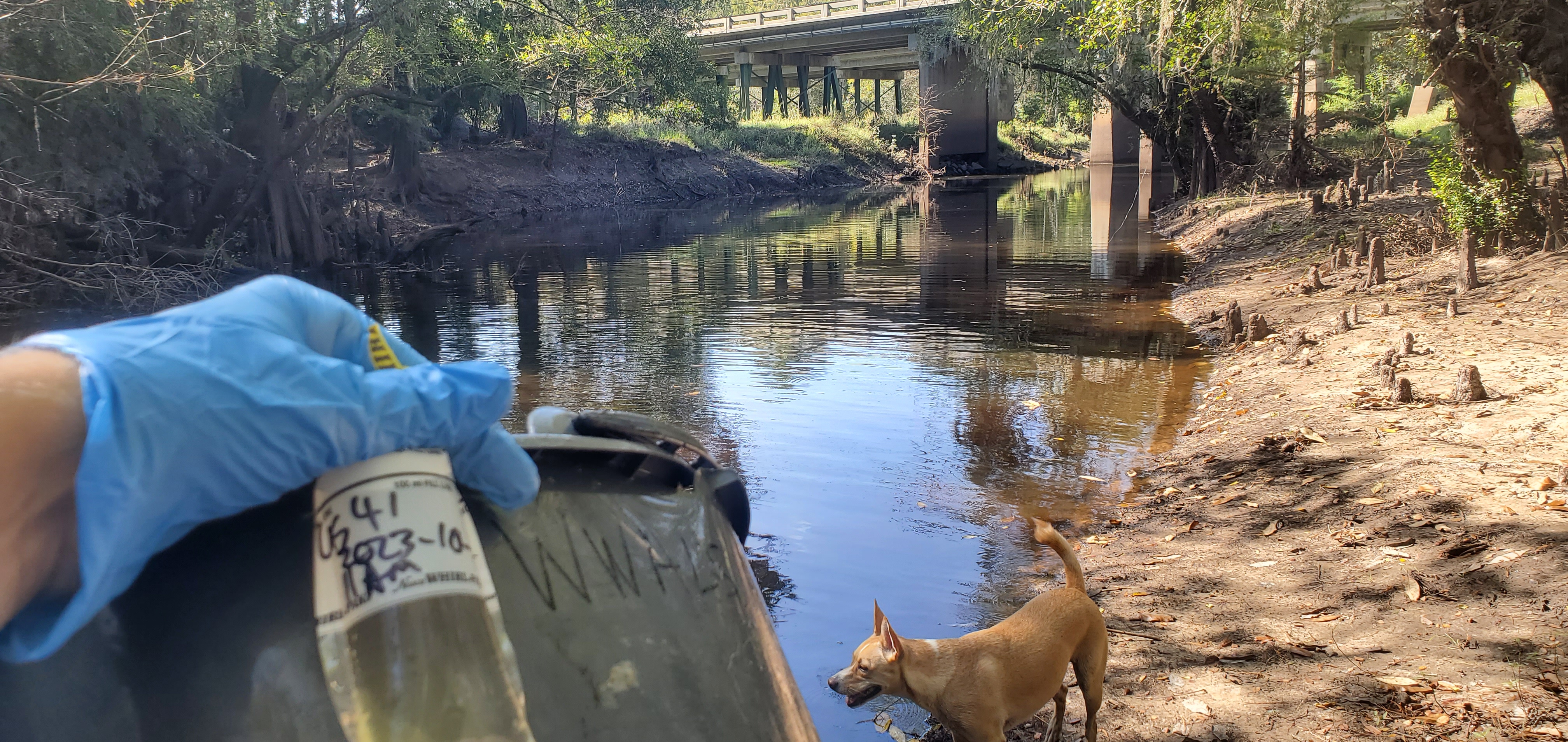 Sample with Blondie, US 41 @ Withlacoochee River 2023-10-05