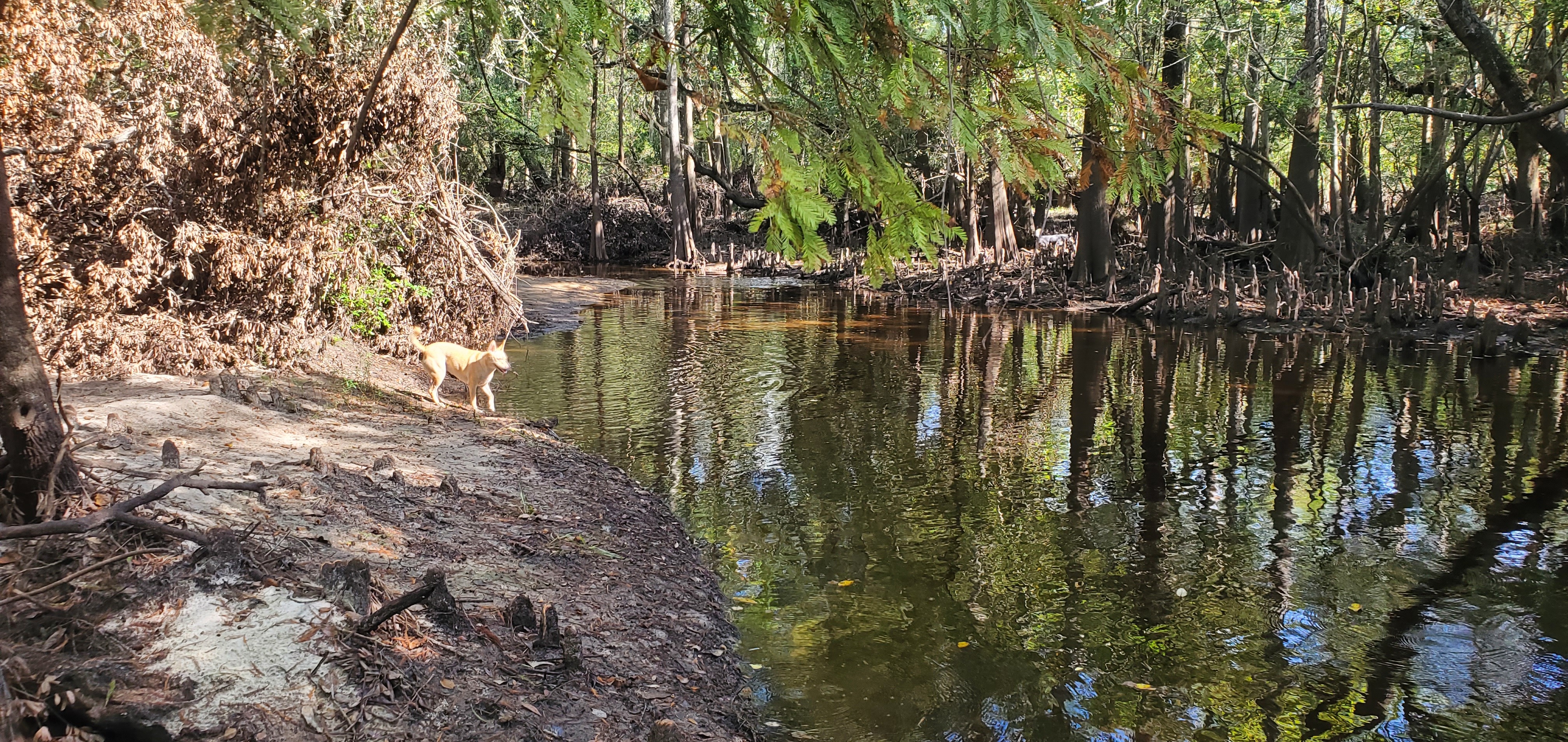 Downstream, US 41 @ Withlacoochee River 2023-10-05