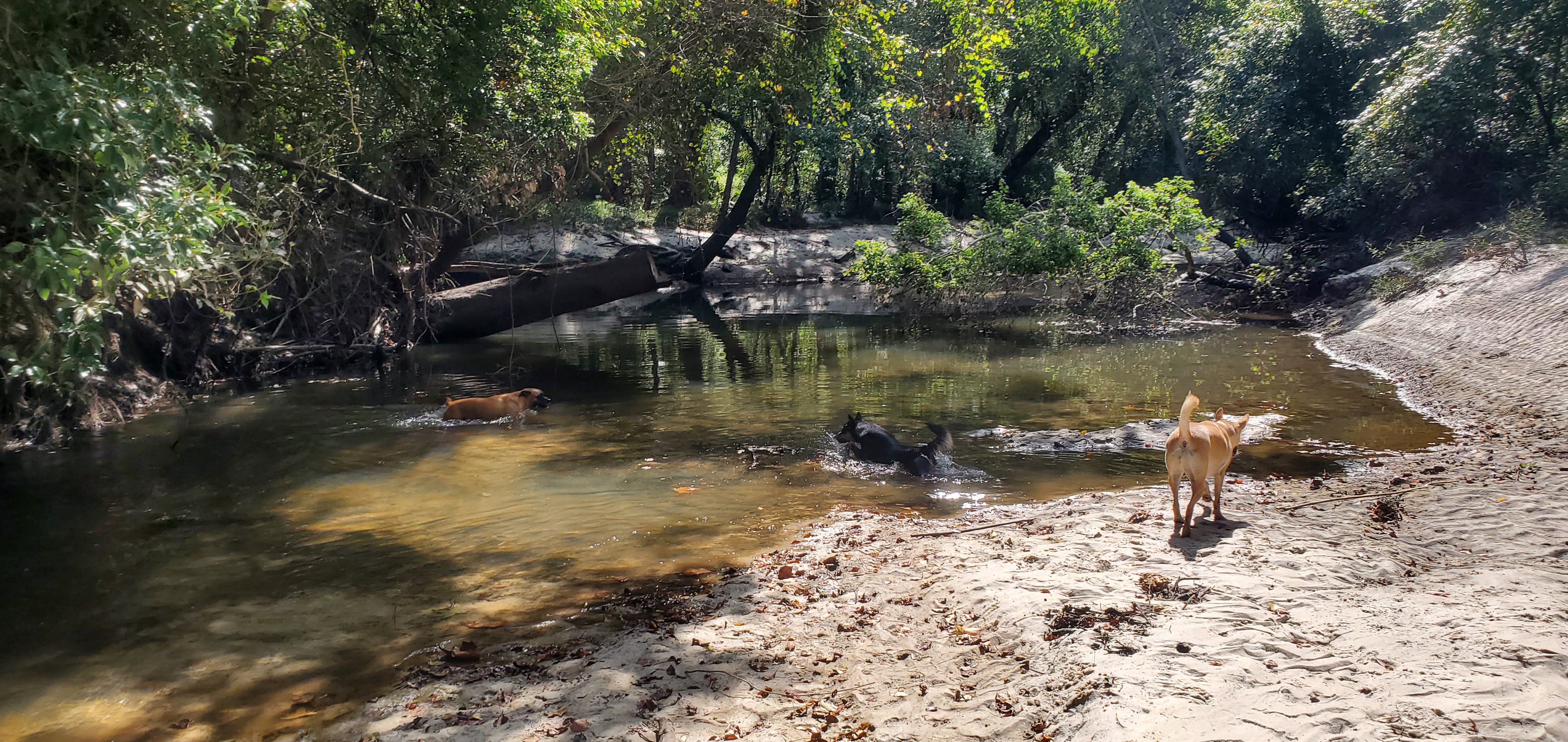 Upstream @ Watergoat, Sugar Creek 2023-10-05