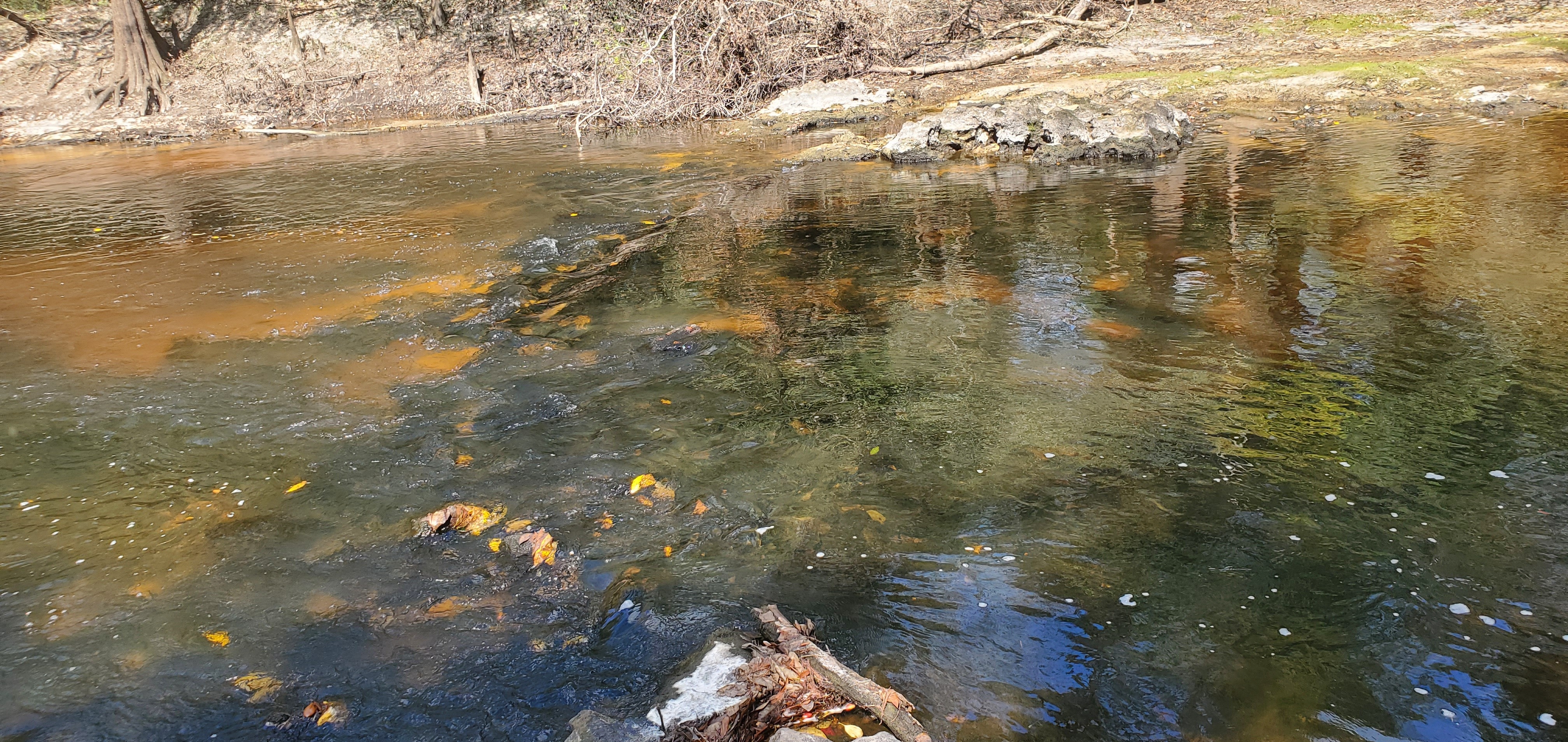 Fish weir, Troupville Boat Ramp, GA 133, Little River 2023-10-05