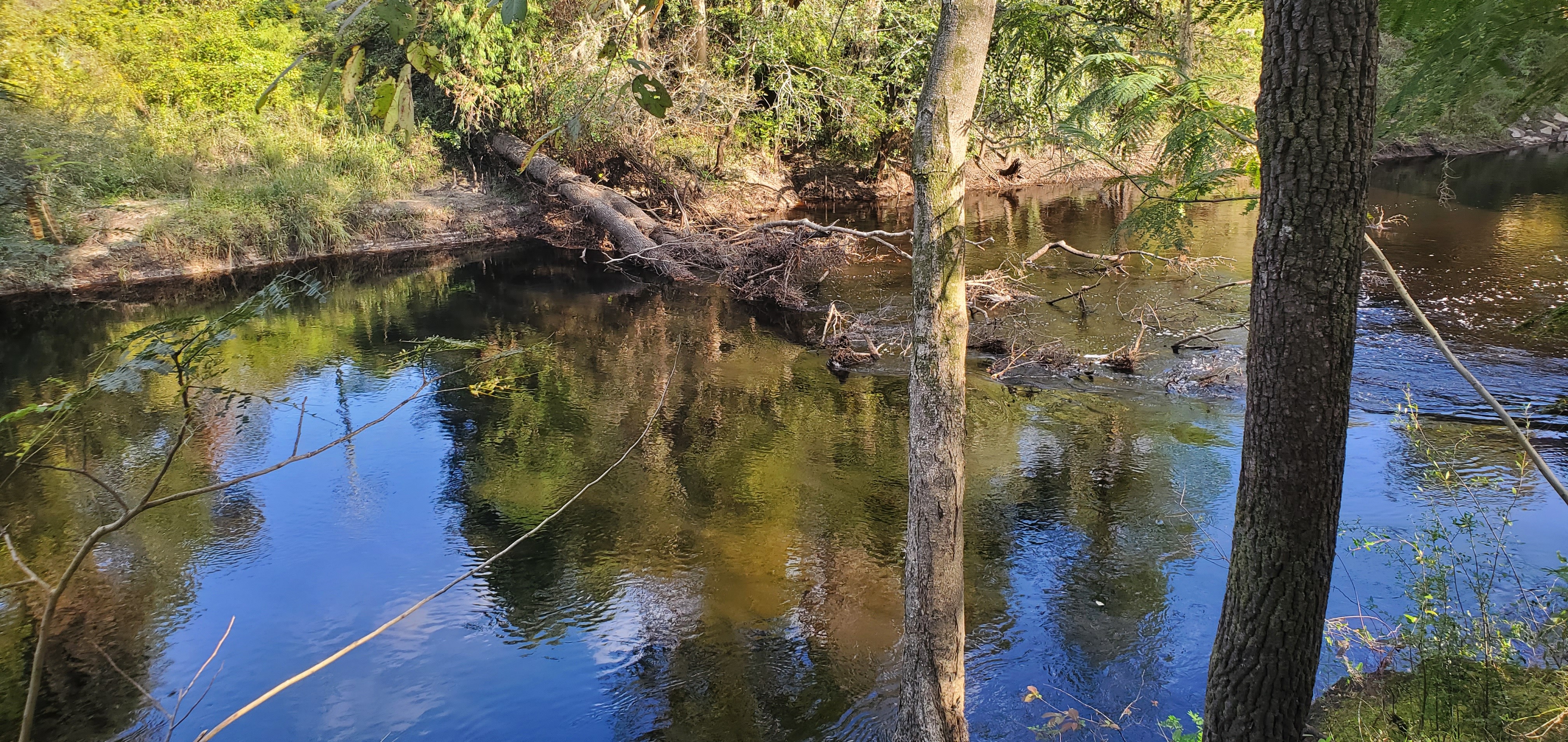 Deadfall, Statenville Boat Ramp @ GA 94, Alapaha River 2023-10-05