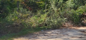 [Deadfall and trash, Langdale Park @ Hyta Mederer Drive, Withlacoochee River 2023-10-05]