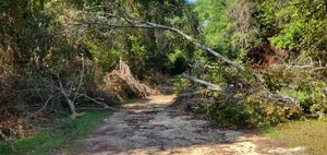 [Inner deadfall, Langdale Park @ Hyta Mederer Drive, Withlacoochee River 2023-10-05]