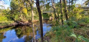 [Downstream, Statenville Boat Ramp @ GA 94, Alapaha River 2023-10-05]