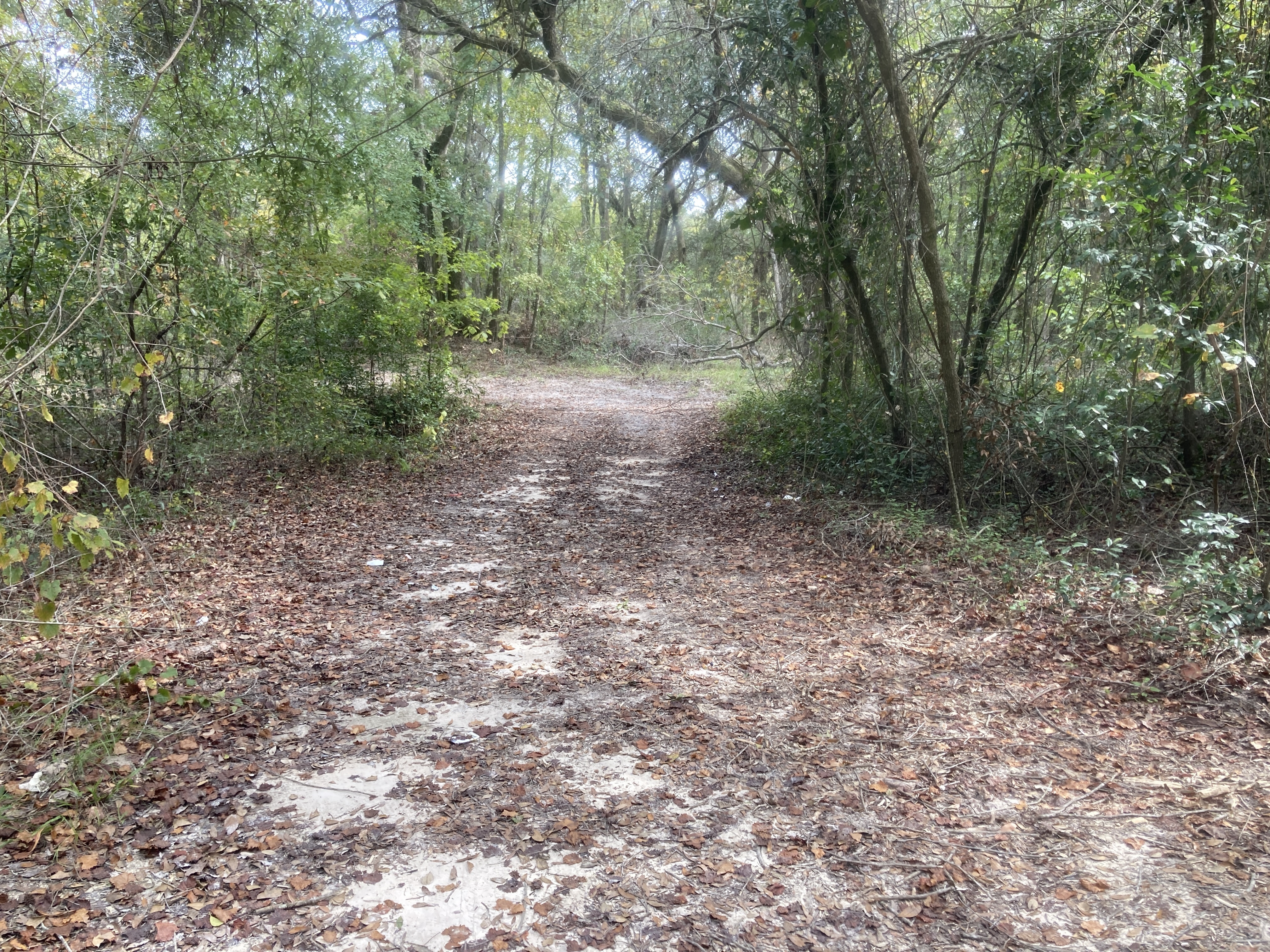 Driveway, Sullivan Launch, Withlacoochee River 2023-10-19