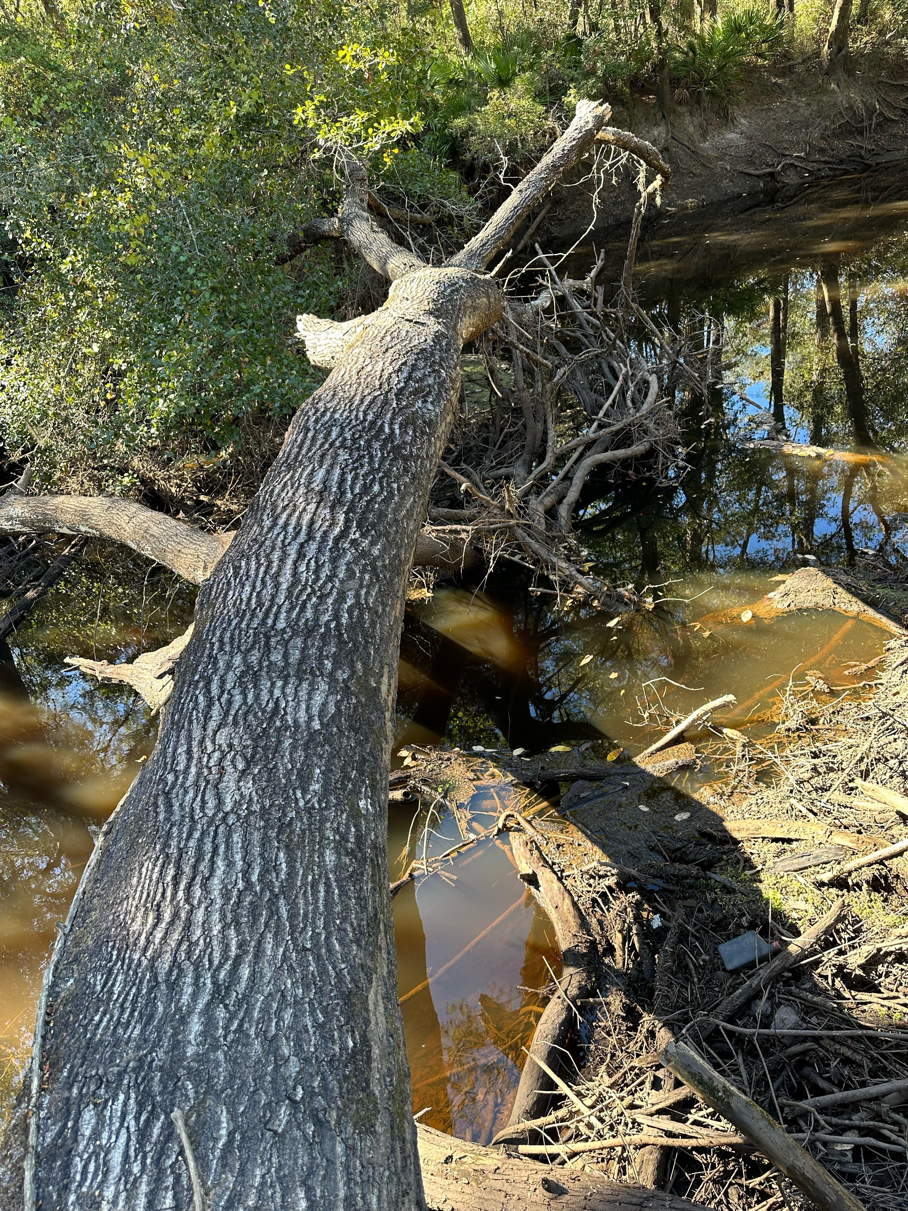 Another River deadfall