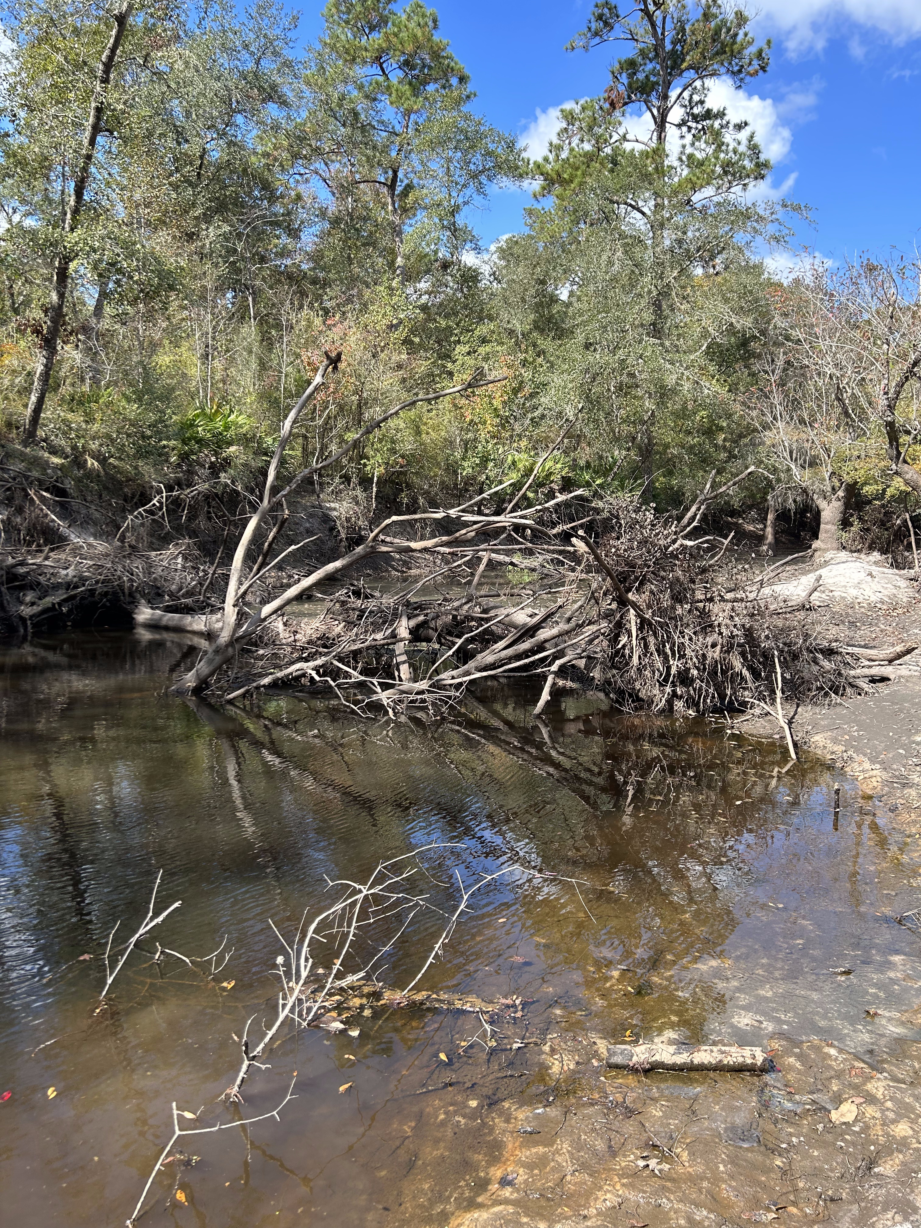 Deadfall, Langdale Park Boat Ramp, Withlacoochee River @ North Valdosta Road 2023-10-26