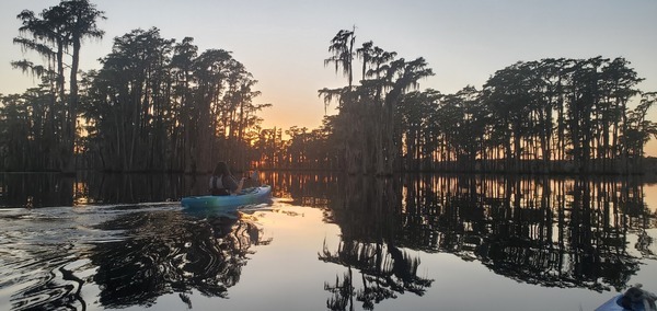 Twllight cypress