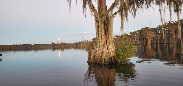 Moon and bat tree