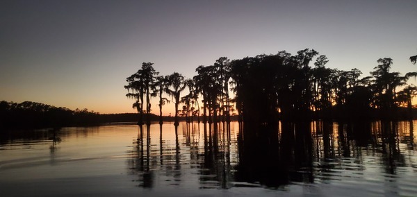 Gloaming cypress