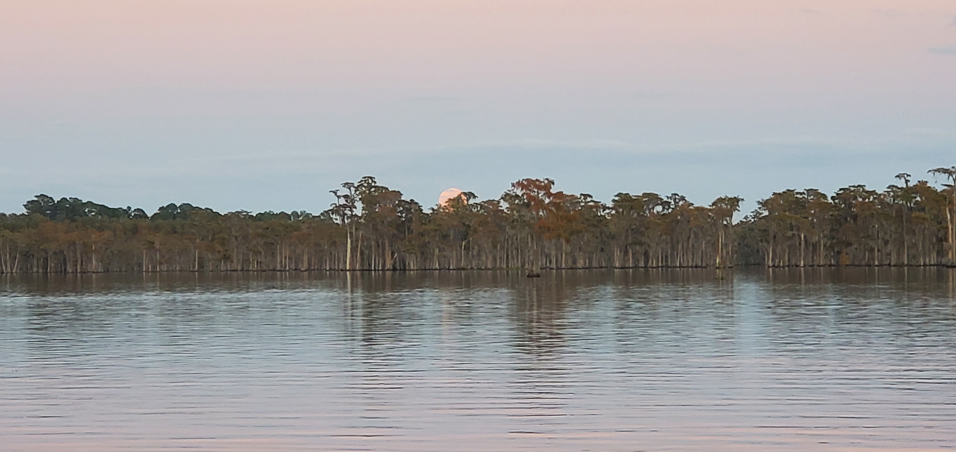 Moon topping cypress trees