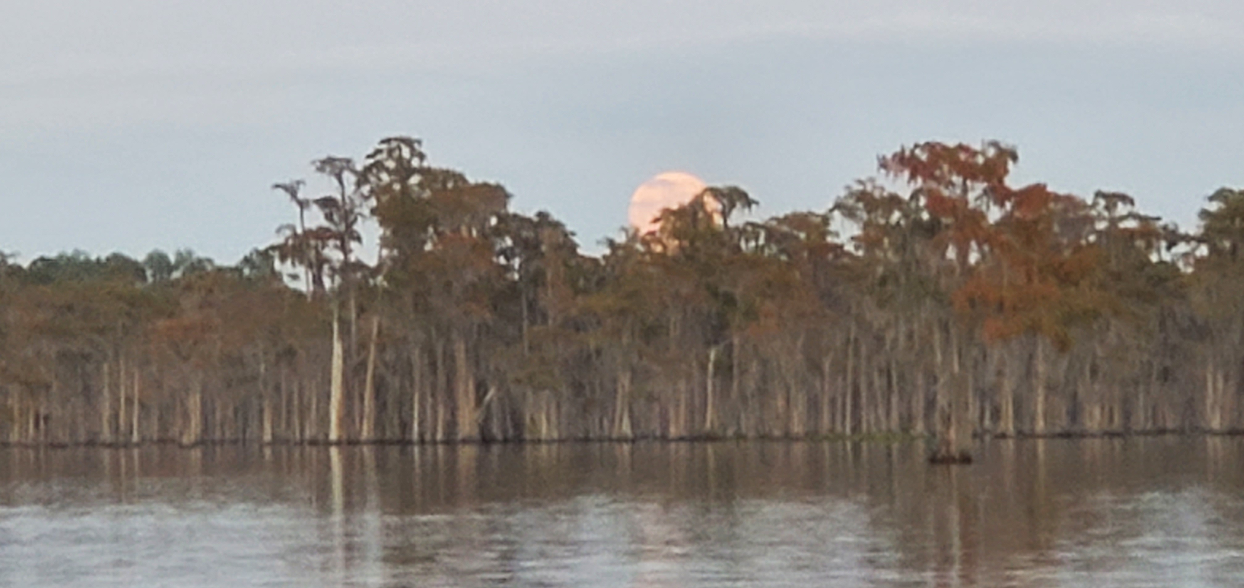 Suwannee Riverkeeper at a bat tree