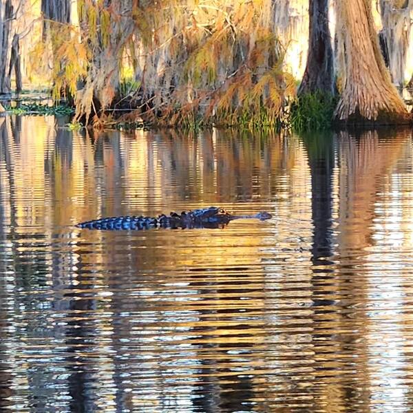 Gator --Elizabeth Brunner