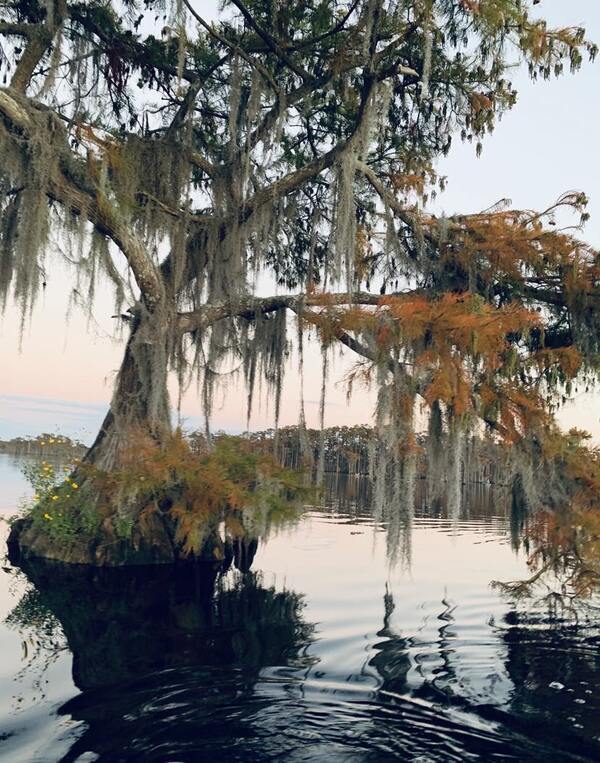 Flowers, cypress, Spanish moss, Banks Lake Full Hunters Moon --Lisa Adkins Montisano