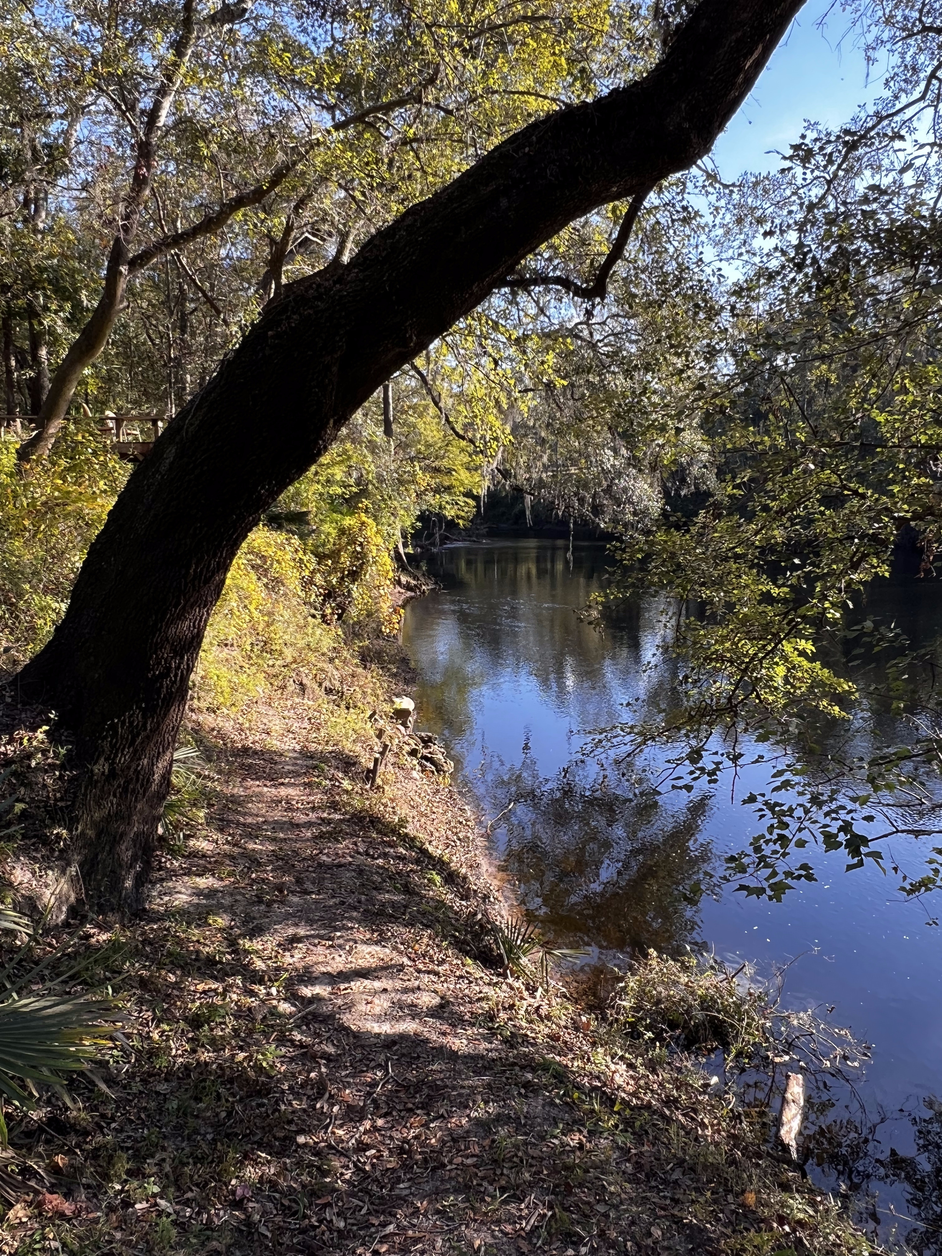 Holly Point downstream, Withlacoochee River @ NE Withla Bluffs Way 2023-11-02