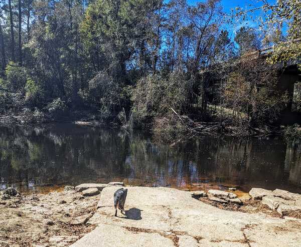 Dog, Nankin Boat Ramp, Withlacoochee River @ Clyattville-Nankin Road 2023-11-02