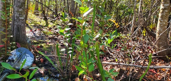 More pitcher plants, 14:48:27, 30.8625505, -82.2728964