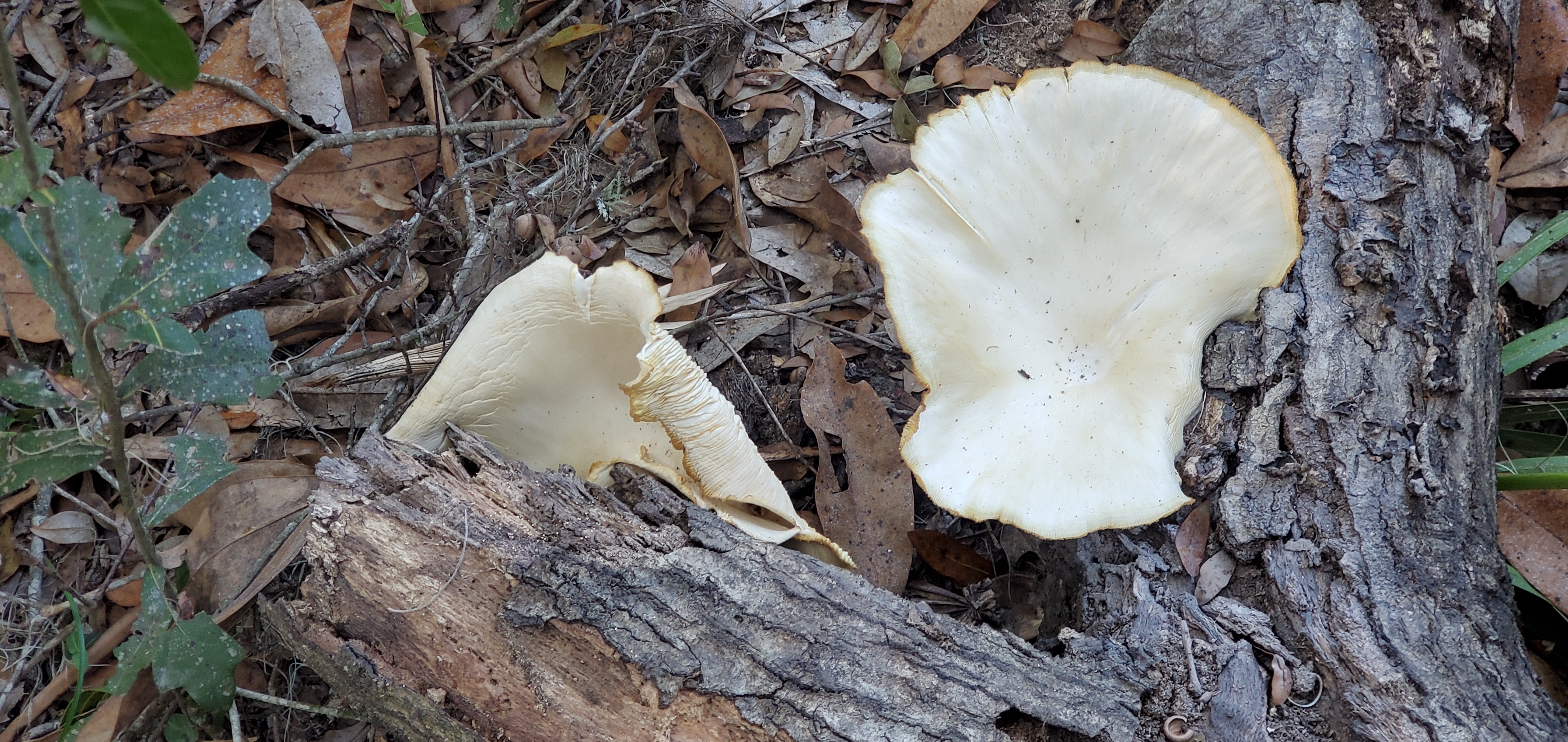 Mushrooms closeup, 17:19:44, 30.8553580, -82.2680720