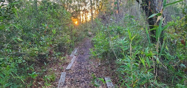 [Sunrise on trail from south landing to cabin, 06:59:26, 30.8566973, -82.2653813]