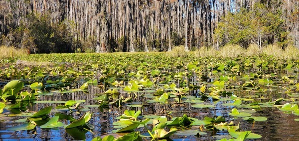 [Gator in Minnies Lake, 11:20:08, 30.8647391, -82.3187285]