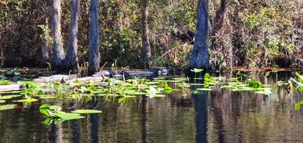 [Three gators on a log, 12:47:20, 30.8372946, -82.3438593]