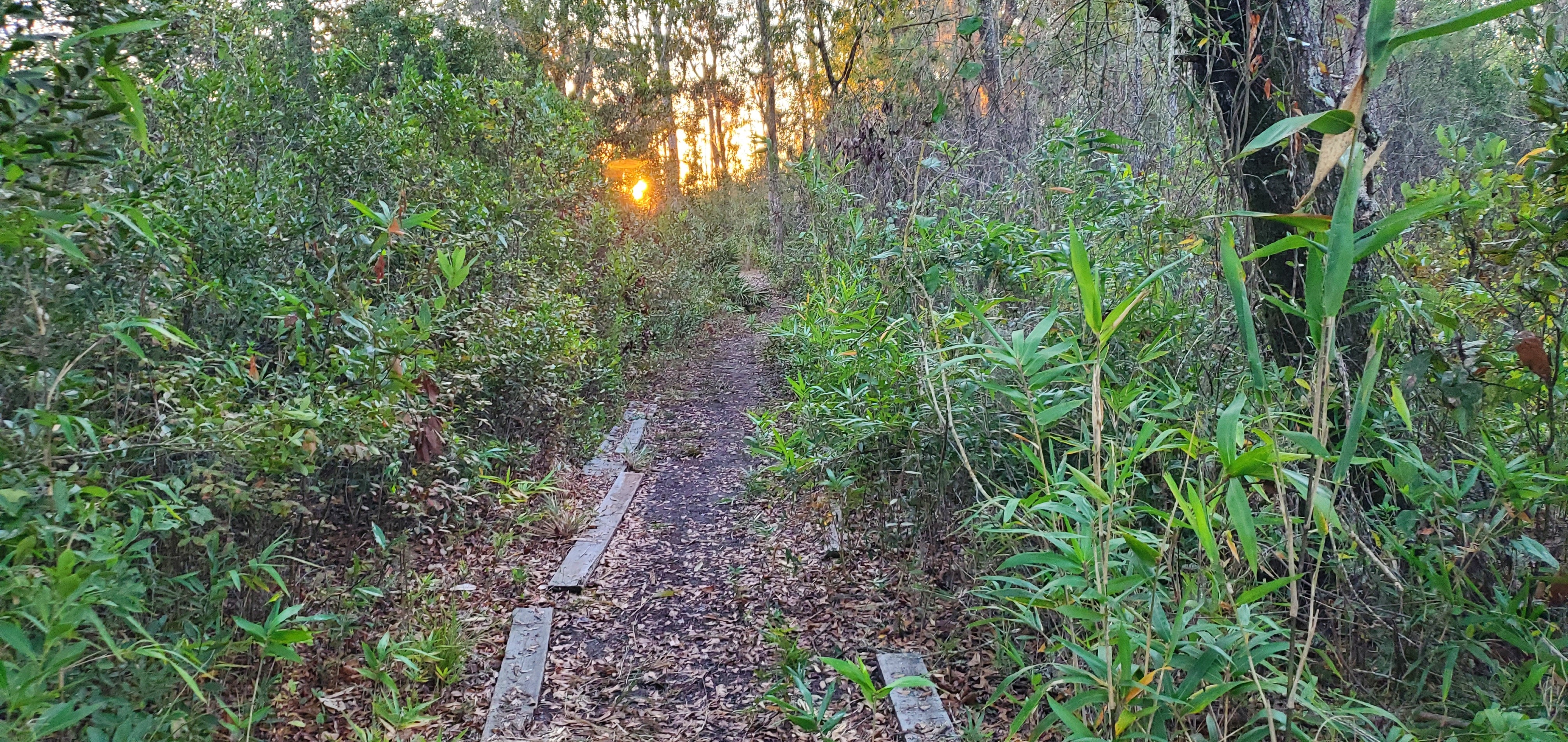 Sunrise on trail from south landing to cabin, 06:59:26, 30.8566973, -82.2653813