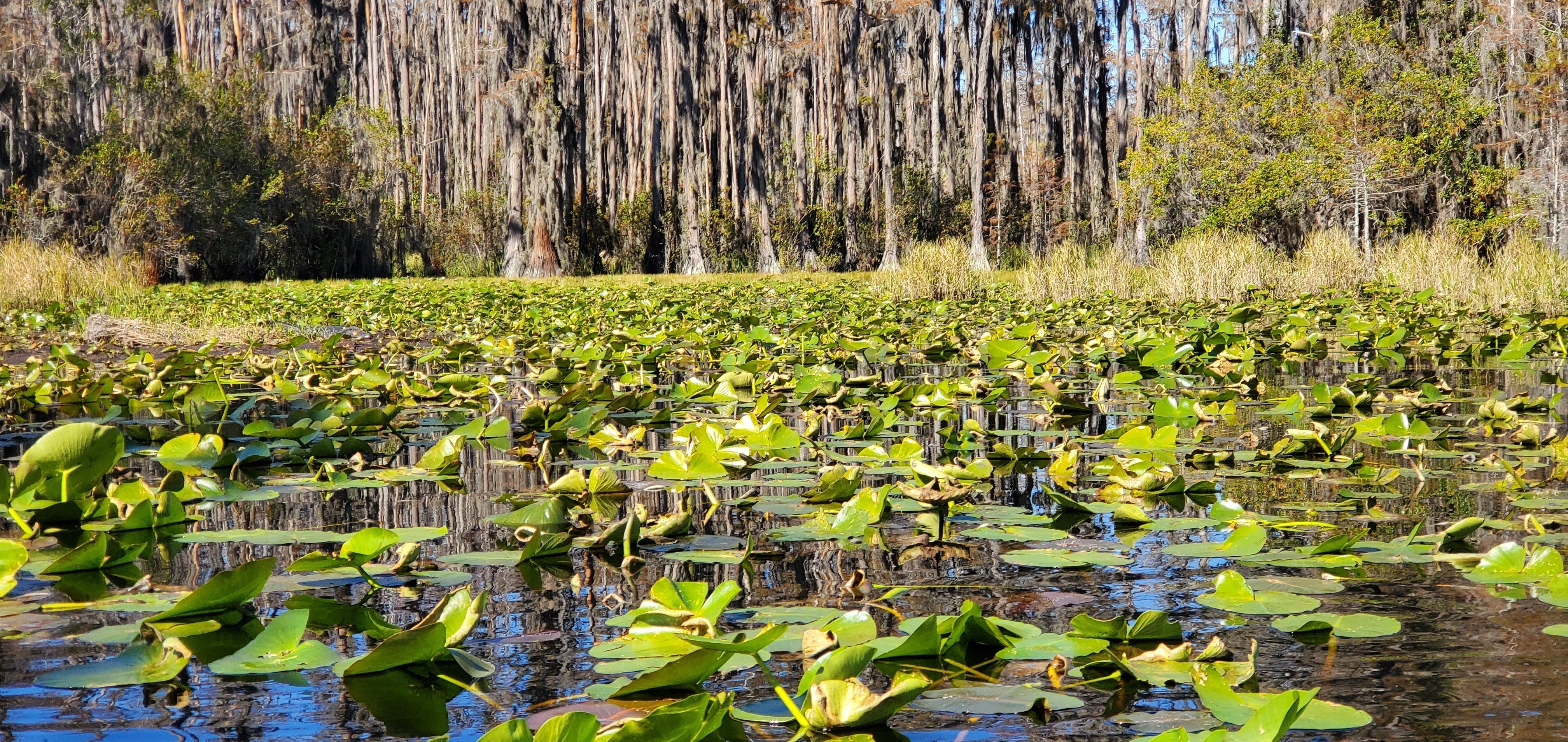 Gator in Minnies Lake, 11:20:08, 30.8647391, -82.3187285