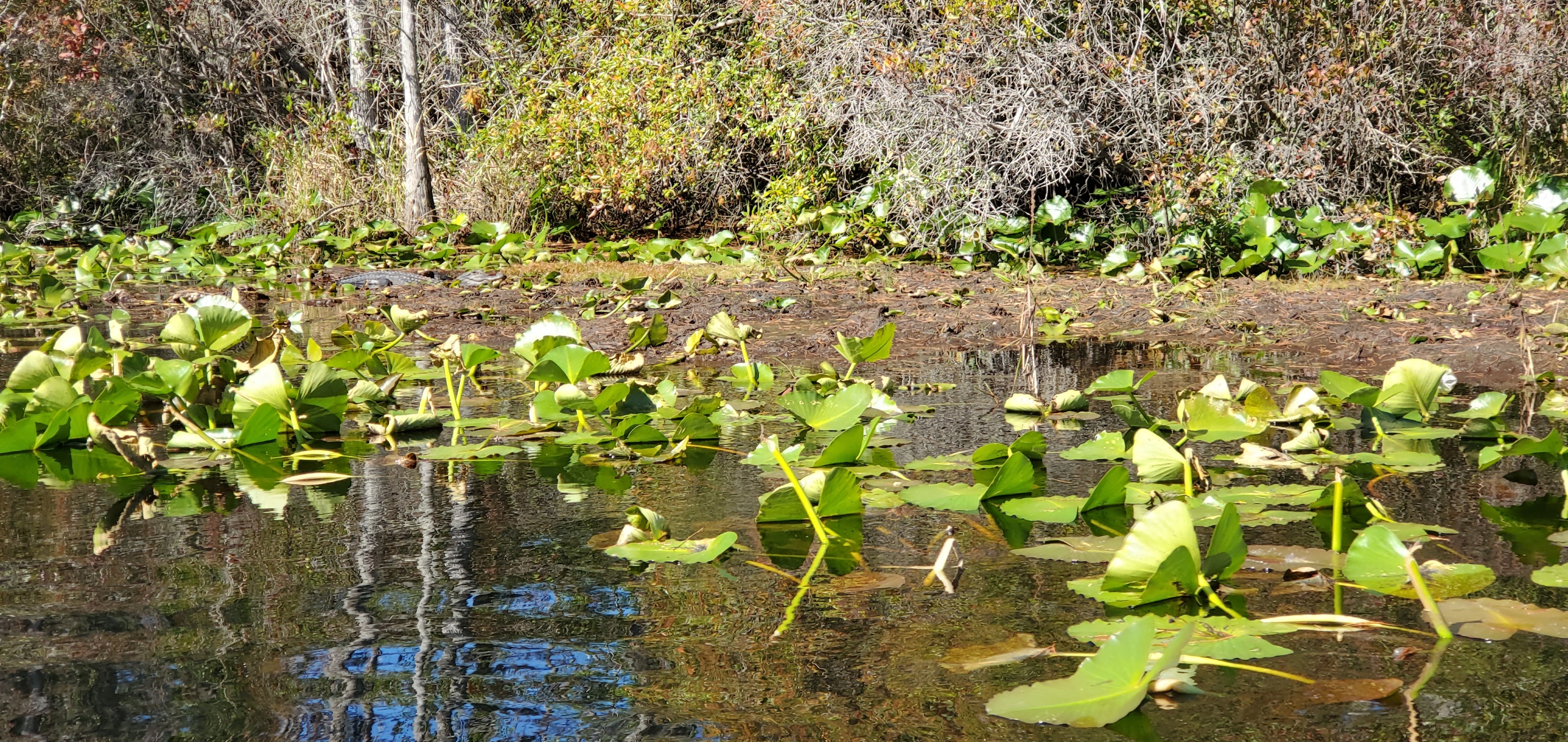 Sinuous gator, 11:25:53, 30.8631655, -82.3216780