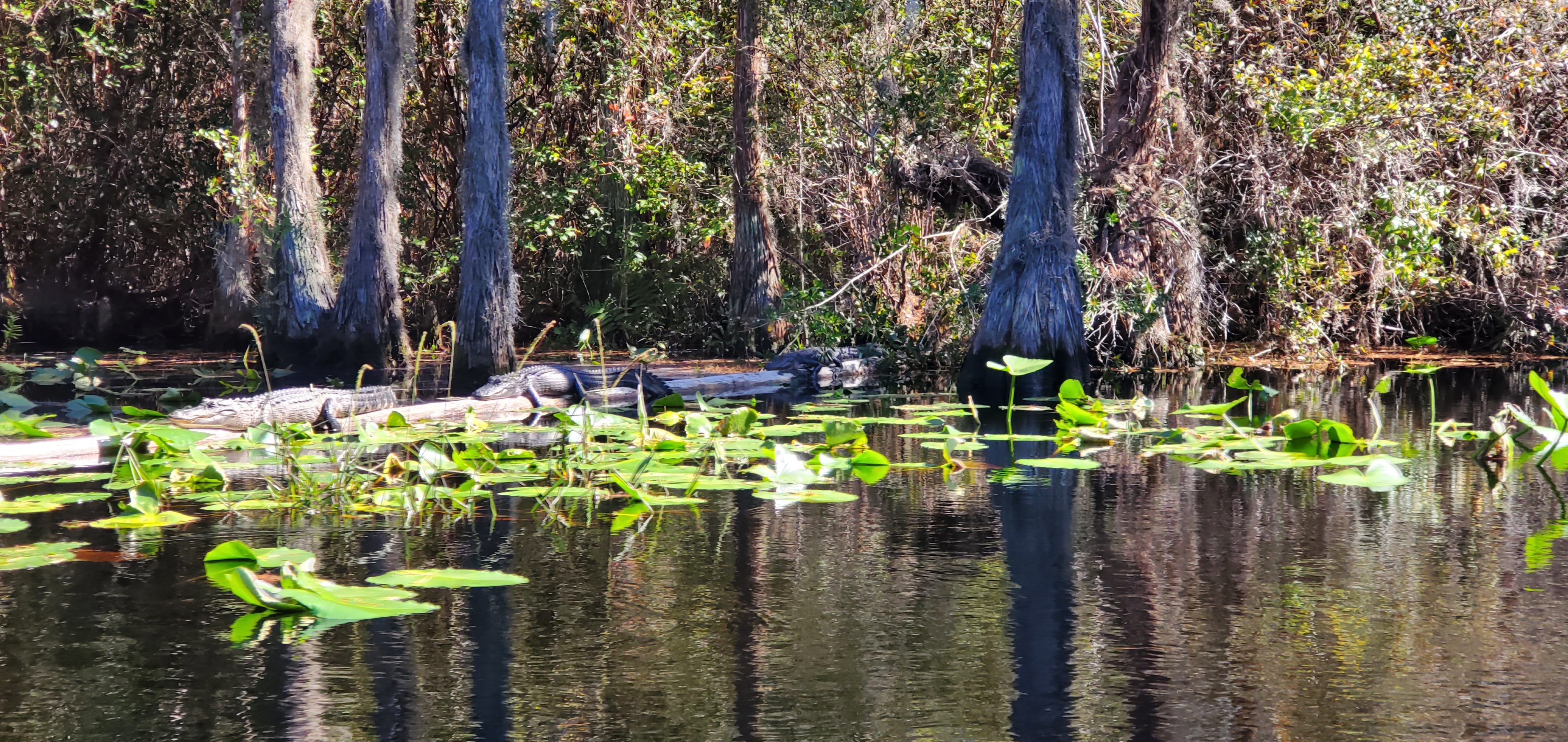 Three gators on a log, 12:47:20, 30.8372946, -82.3438593