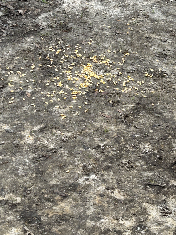 More corn, Langdale Park Boat Ramp, Withlacoochee River @ North Valdosta Road 2023-11-09