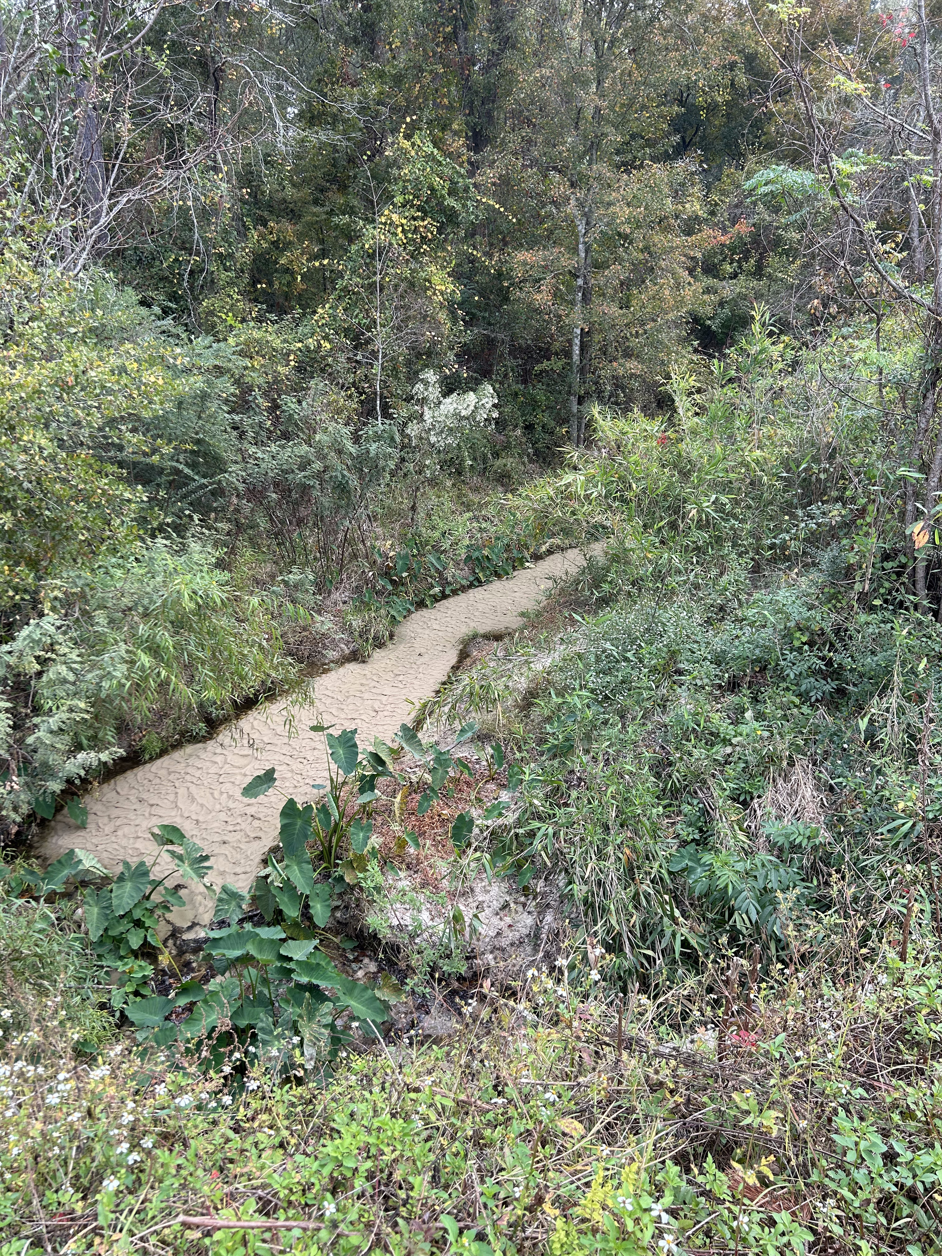 Crawford Branch, Withlacoochee River @ Skipper Bridge Road 2023-11-09