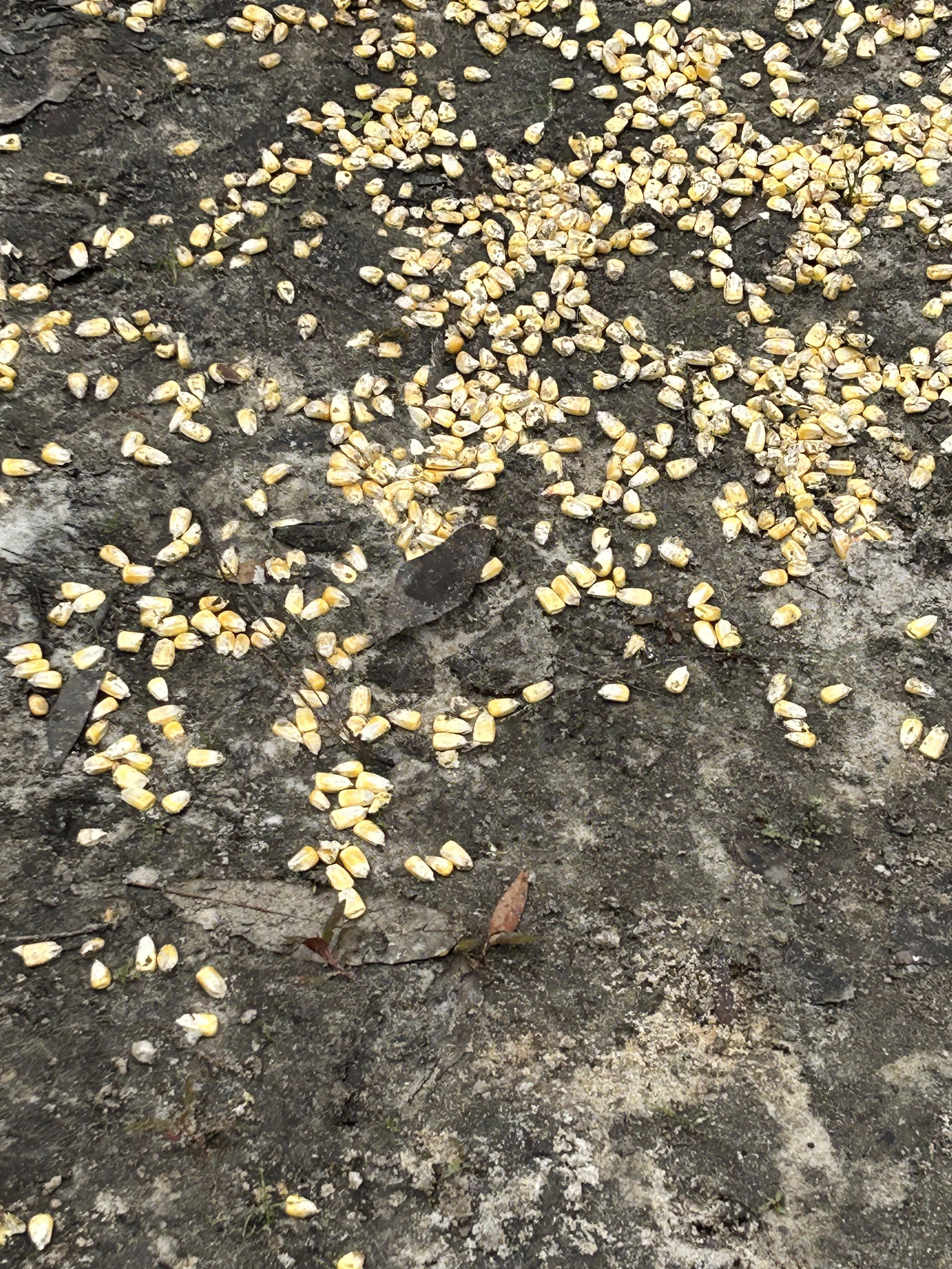 Corn, Langdale Park Boat Ramp, Withlacoochee River @ North Valdosta Road 2023-11-09