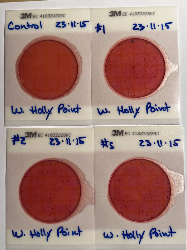 Plates, Holly Point 2023-11-15