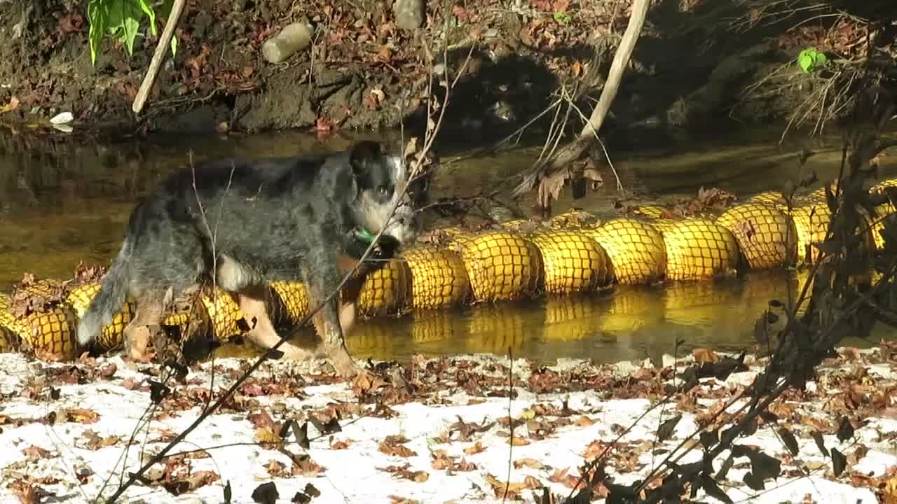 Movie: WaterGoat, Sugar Creek, Withlacoochee River @ Gornto Road 2023-11-18