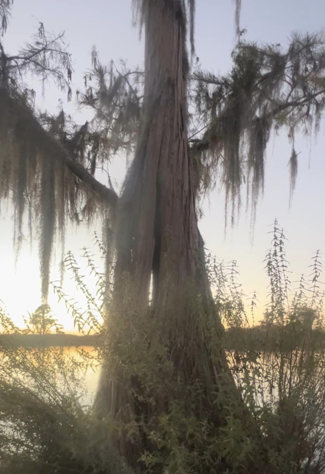 Bat tree --Kimberly Godden Tanner