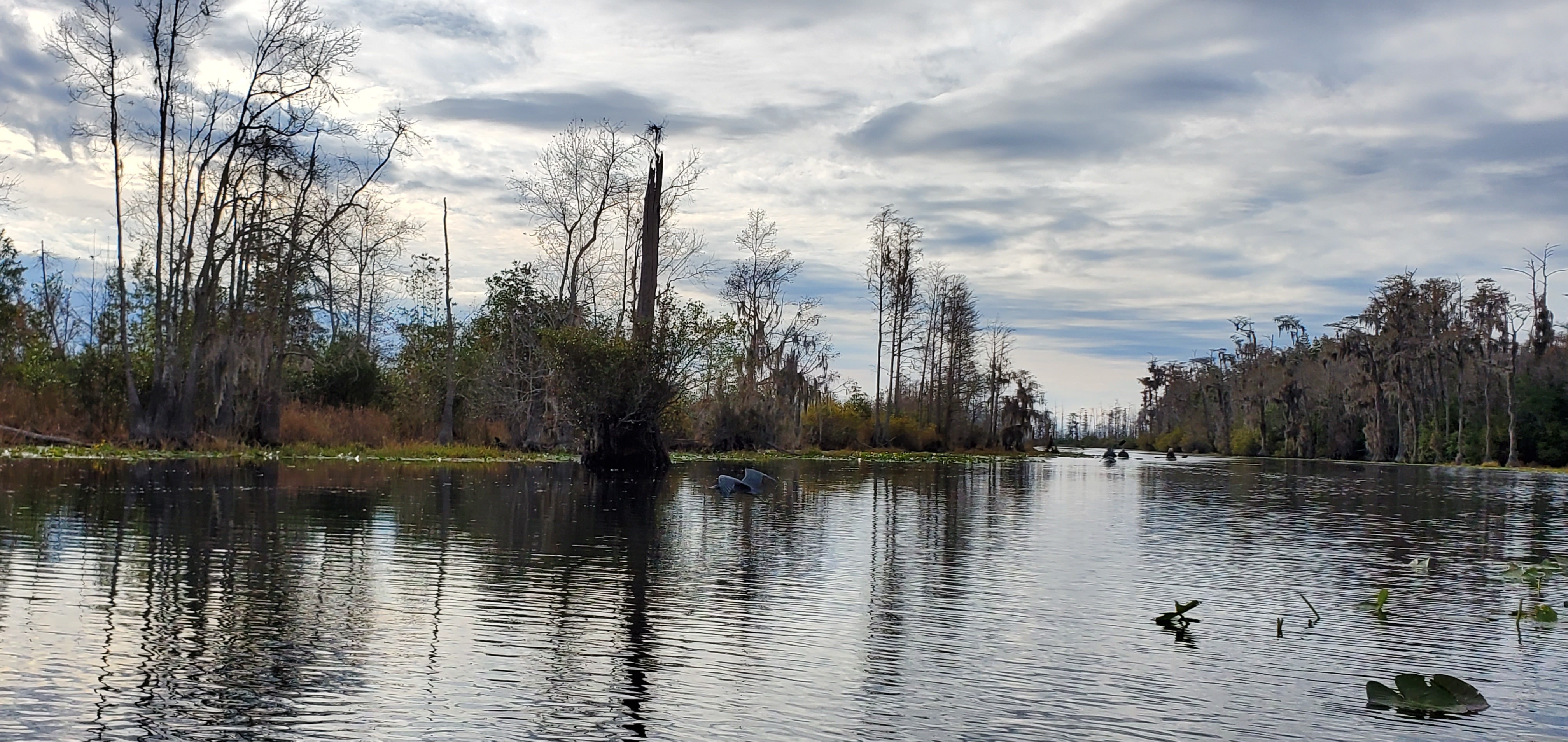 Great Blue Heron flying with boaters --John S. Quarterman 2019-12-07