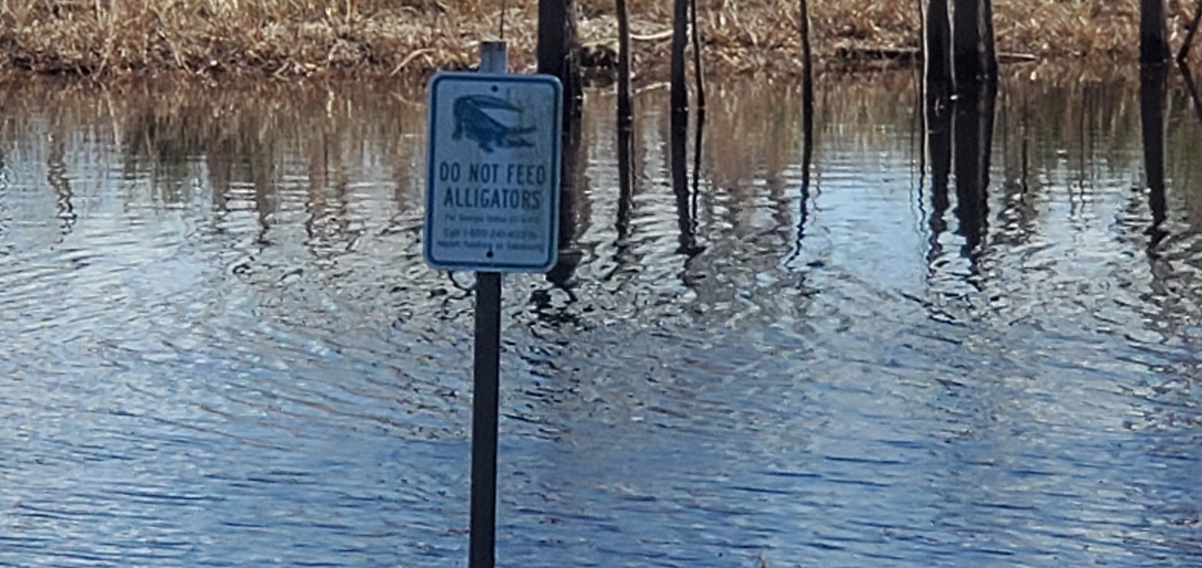 Do Not Feed Alligators, 2023:12:09 12:42:36, 30.8036180, -82.4178480