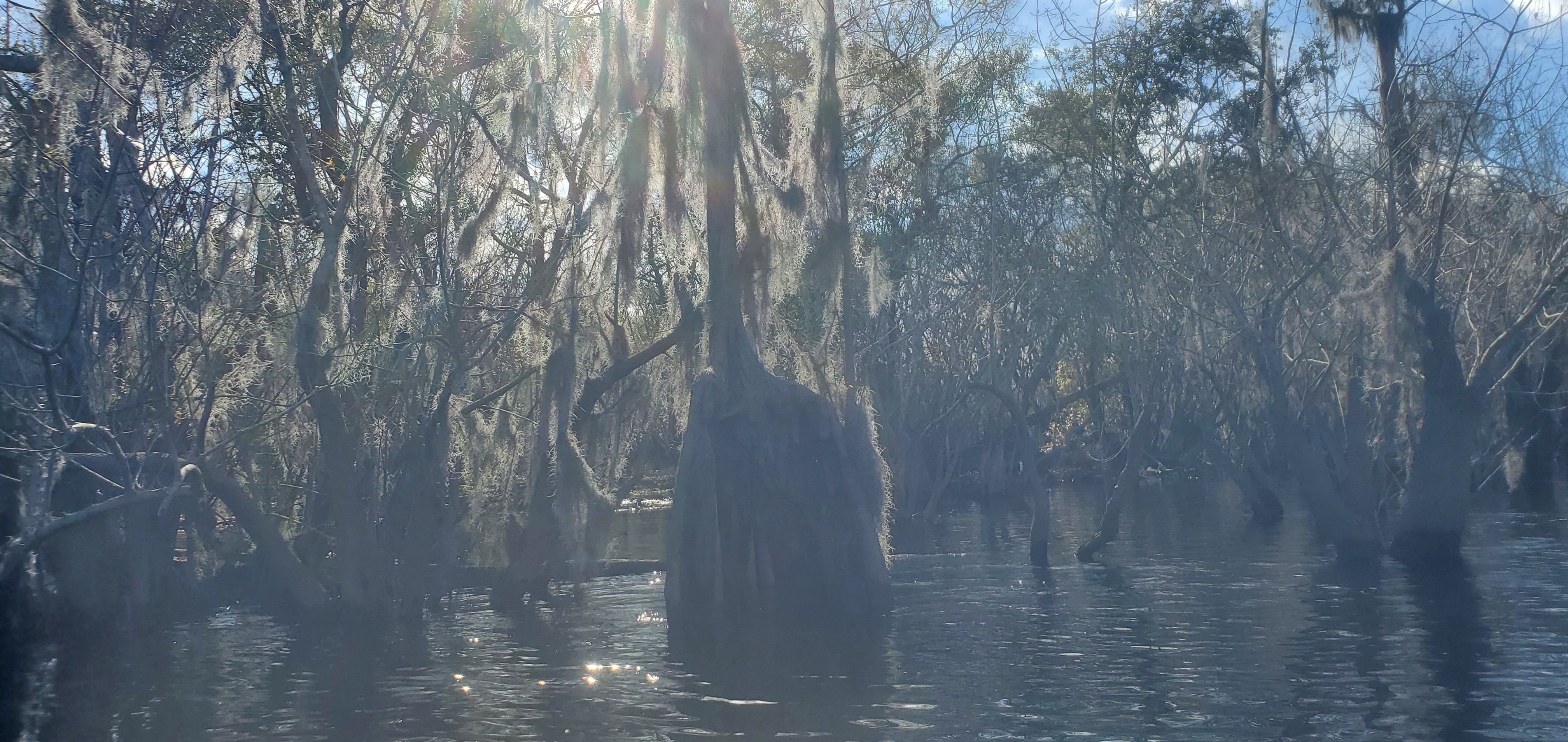 Spanish moss, 2023:12:09 13:34:17, 30.7918691, -82.4398268